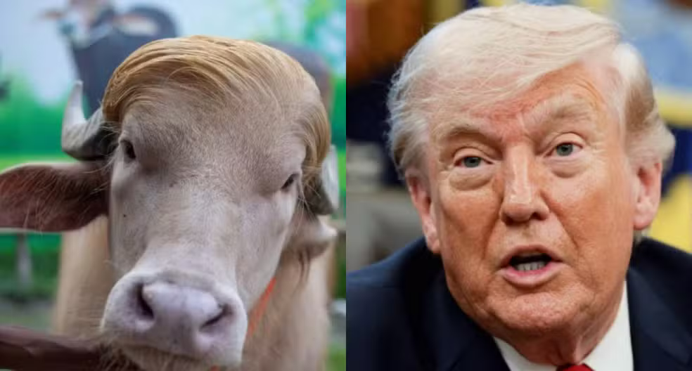 Búfalo que ficou famoso por se parecer com Trump escapa de sacrifício e irá para zoológico